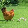 new hampshire chickens for sale 3