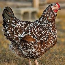 Speckled-Sussex-Hen