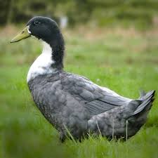 images (10) swedish blue duck for sale1