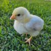 Light Sussex Day-Old Chicks