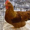 new hampshire chickens for sale 1