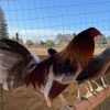 blue grey gamefowl for sale