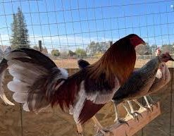 blue grey gamefowl for sale
