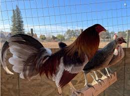 blue grey gamefowl for sale blue grey gamefowl for sale