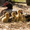 black muscovy ducklings for sale 1