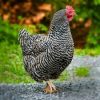 plymouth rock chicken for sale4
