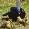 black muscovy ducklings for sale