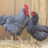 plymouth rock chicken for sale3