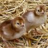 rir chicks for sale
