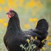 buy australorp chickens3