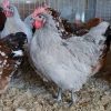 lavender chicken for sale4