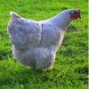 lavender chicken for sale2