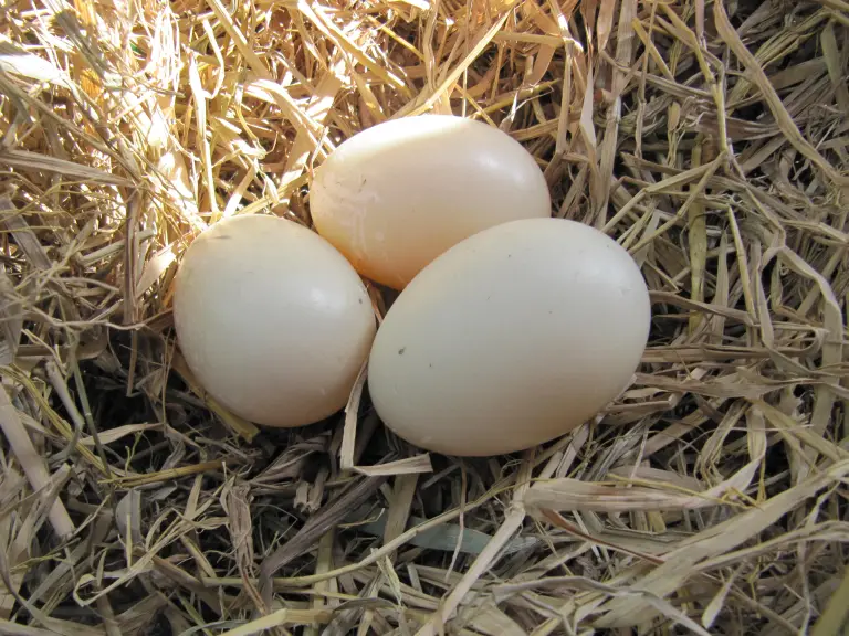Buy fertile Black Muscovy hatching eggs online Buy fertile Black Muscovy hatching eggs online