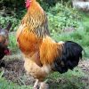 buff brahma roosters