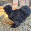 black silkie chickens for sale1