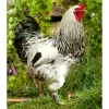light brahma rooster for sale1