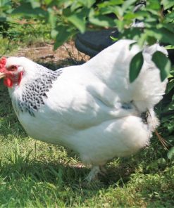 light brahma hens for sale