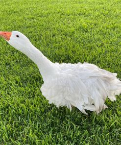 sebastopol goose for sale