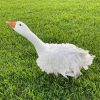 14-Month-Old Sebastopol Goose for Sale