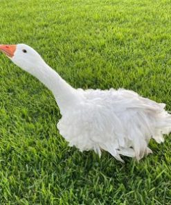 14-Month-Old Sebastopol Goose for Sale