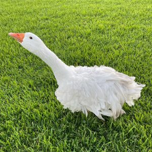14-Month-Old Sebastopol Goose for Sale 14-Month-Old Sebastopol Goose for Sale