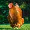 new hampshire chickens for sale 2