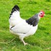 Light sussex chicken