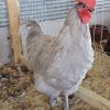 lavender orpington roosters