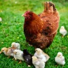 rhode island red hen for sale