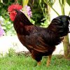 rhode island red rooster for sale