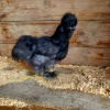 black silkie chickens for sale2