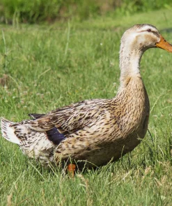 silver-appleyard-duck