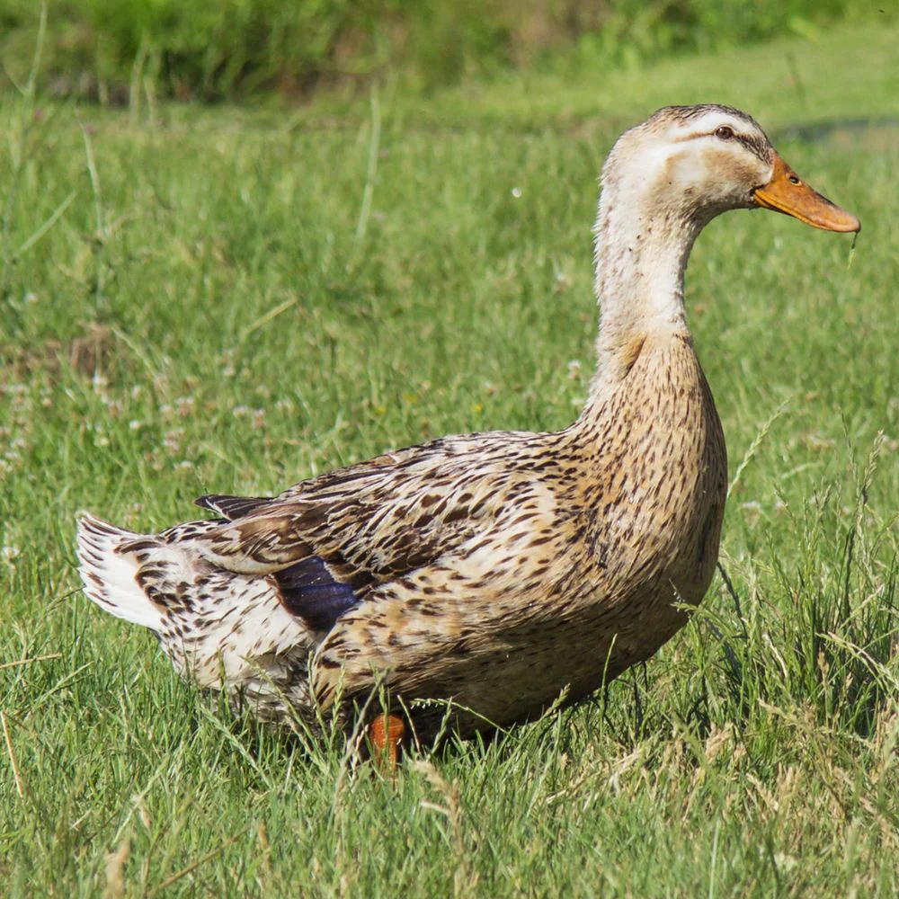 silver-appleyard-duck silver-appleyard-duck