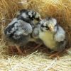 silver-laced-wyandotte-chicks