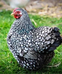 Silver Laced Wyandotte