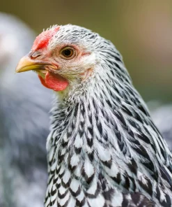 Silver Laced Wyandotte