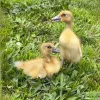 silver-runner-ducklings2