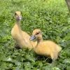 silver-runner-ducklings3