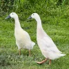 Silver Runner Ducks