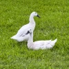 silver-runner-ducks2