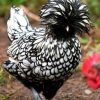 silver laced polish chicken for sale