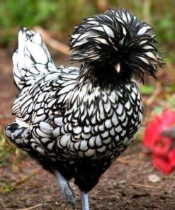 silver laced polish chicken for sale