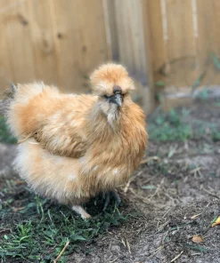 BUFF SILKIES