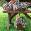 Speckled-Sussex-Rooster