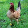 kelso hen gamefowl for sale