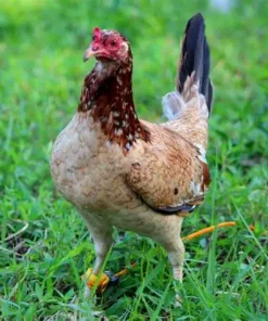 kelso hen gamefowl for sale