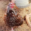 Jubilee-Orpington-Chicks