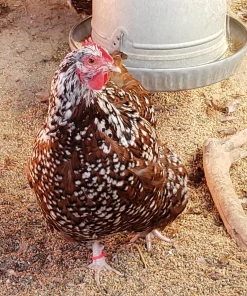 Jubilee-Orpington-Chicks