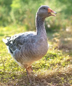 toulouse-goose