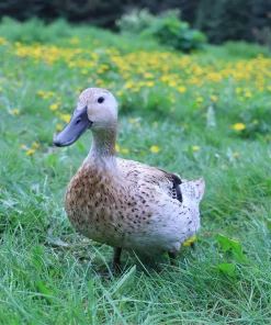 welsh harlequin ducks for sale